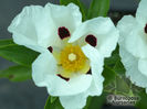 cistus_ladanifer_1083