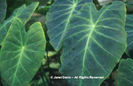 Colocasia%20esculenta%20