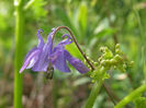 Columbine-Aquilegia-vulgaris