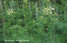 Conium%20maculatum