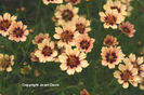 Coreopsis%20