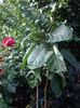 Tamarillo