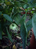 pepino gold