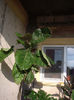 Tamarillo