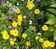 Coreopsis%20
