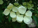 Cornus_Norman_Haddon