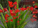 crocosmia_emberglow~2