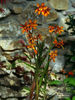 crocosmia_emily_mackenzie_1397~2