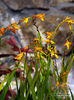 crocosmia_george_davidson_1398