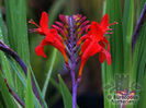 crocosmia_lucifer_1399