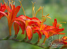 crocosmia_masonorum_1400