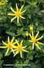 Dahlia%20