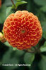 Dahlia%20