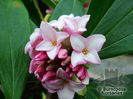 daphne_odorata