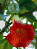 datura_red_5216~1