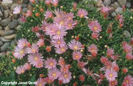 Delosperma%20