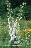 Delphinium%20