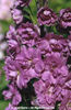 Delphinium%20