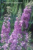 Delphinium%20
