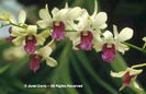 Dendrobium%20