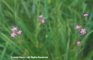 Dianthus%20armeria