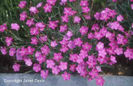 Dianthus%20