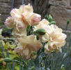 Dianthus%20