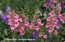 Diascia%20integerrima%20
