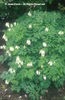 Dicentra%20eximia%20
