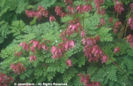 Dicentra%20eximia%20