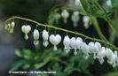 Dicentra%20spectabilis%20