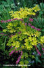Dicentra%20spectabilis%20