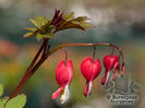 dicentra_spectabilis_valentine_5322~2