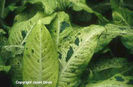 Dieffenbachia%20