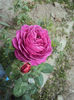 DSC00450