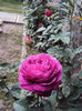 DSC00470