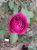 DSC00489