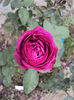 DSC00490