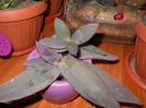 tradescantia pallida - puiuti