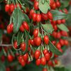 GOJI-BERRIES-ON-VINE