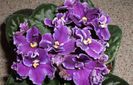 violetele-scad-febra-crop-644x416