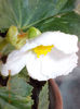 begonia alba