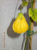 abutilon galben