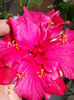 11 octombrie 2013-flori 035