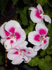 11 octombrie 2013-flori 038