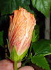 11 octombrie 2013-flori 042