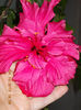11 octombrie 2013-flori 045