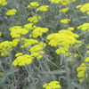 achillea-moonshine-423-p