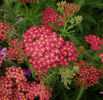 achillea-paprika-71-p