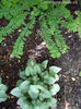 Adiantum-pedatum-and-Brunnera-macrophylla-